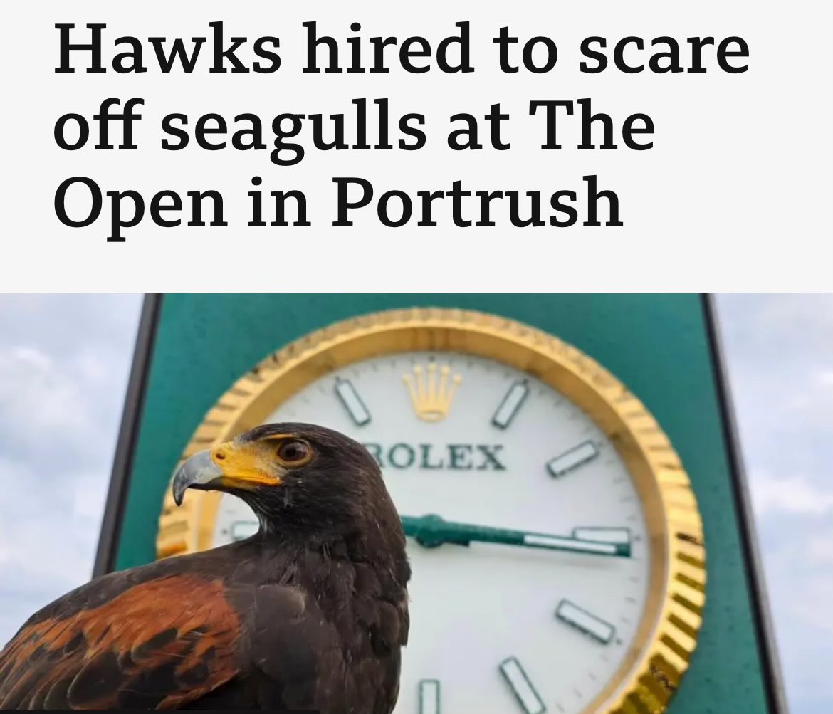 jmgillies's tweet image. How much does a hawk charge for its services? Does it expect money or mice as payment? And does the Rolex sign suggest that these well-feathered hirees will greedily over charge? 

All real questions.