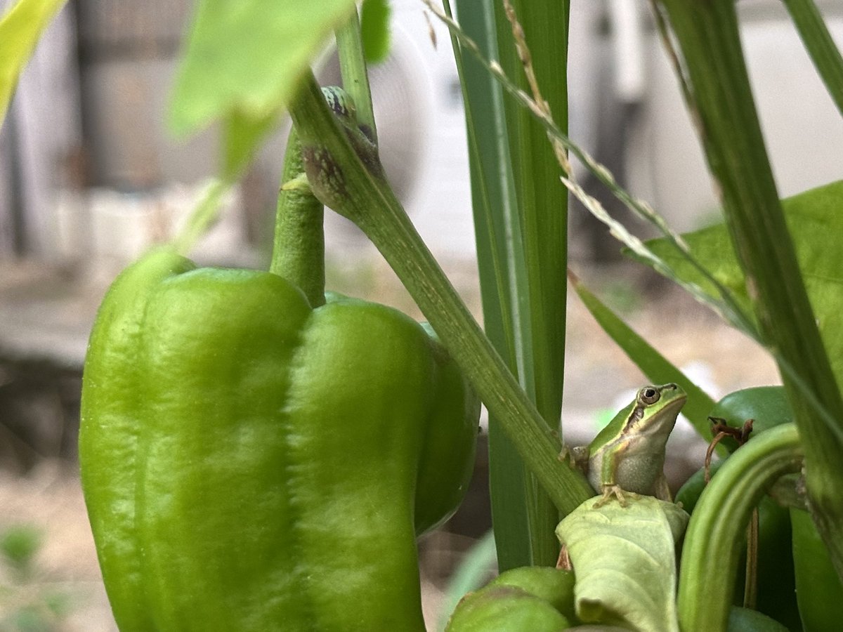 庭のピーマンを採ろうとしたら、涼んでいらっしゃった。