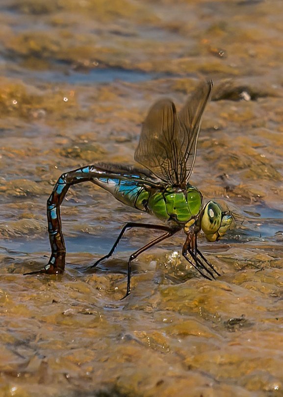 WarranPhoto's tweet photo. #Silverlake #ScarlettDarter #cabbagewhite #Largeredeye #BlueEmperor
New to me but pretty common I guess! https://t.co/rEdynWyaGm