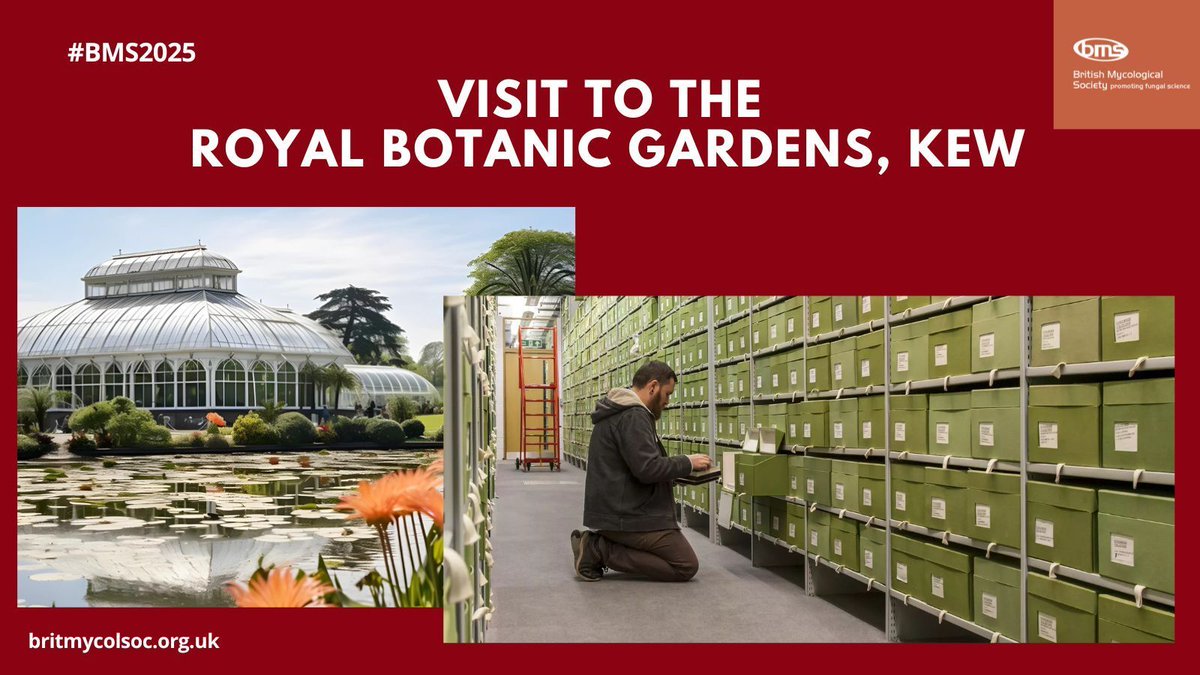 BritMycolSoc's tweet image. Another great morning at #BMS2025. Now we’re off to visit the fungarium and hear from mycologists at the Royal Botanic Gardens, Kew. Plus the Conference Dinner this evening - what a day!