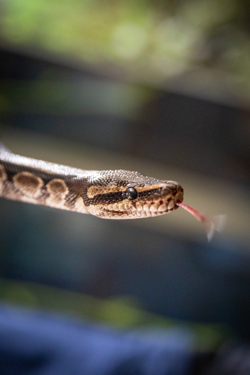 EdinburghZoo's tweet image. Monty says 'Happy World Snake Day' and also 'Wee Beasties is open again' 🐍
Pop by and see Monty and his creepy-crawly friends on your next visit 🕷️🐸