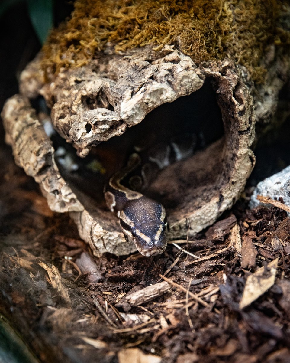 EdinburghZoo's tweet image. Monty says 'Happy World Snake Day' and also 'Wee Beasties is open again' 🐍
Pop by and see Monty and his creepy-crawly friends on your next visit 🕷️🐸
