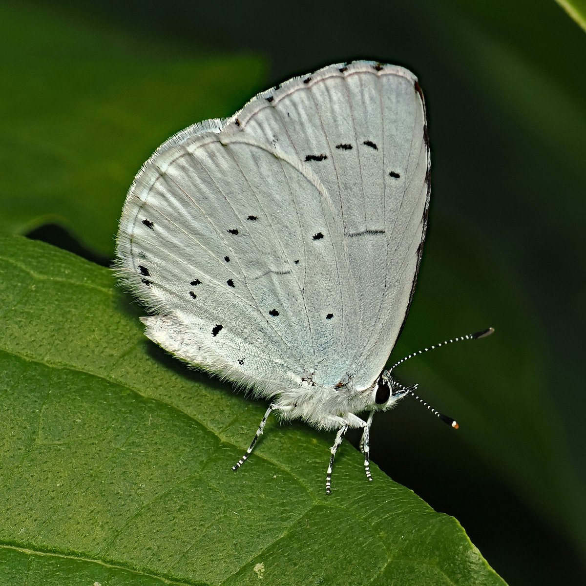 jwood_t's tweet image. A freshly emerged 2nd generation Holly Blue butterfly (Celastrina argiolus) resting on Dogwood in the garden. So good to see more butterflies and insects around this year. Last year was dire for Holly Blues here.