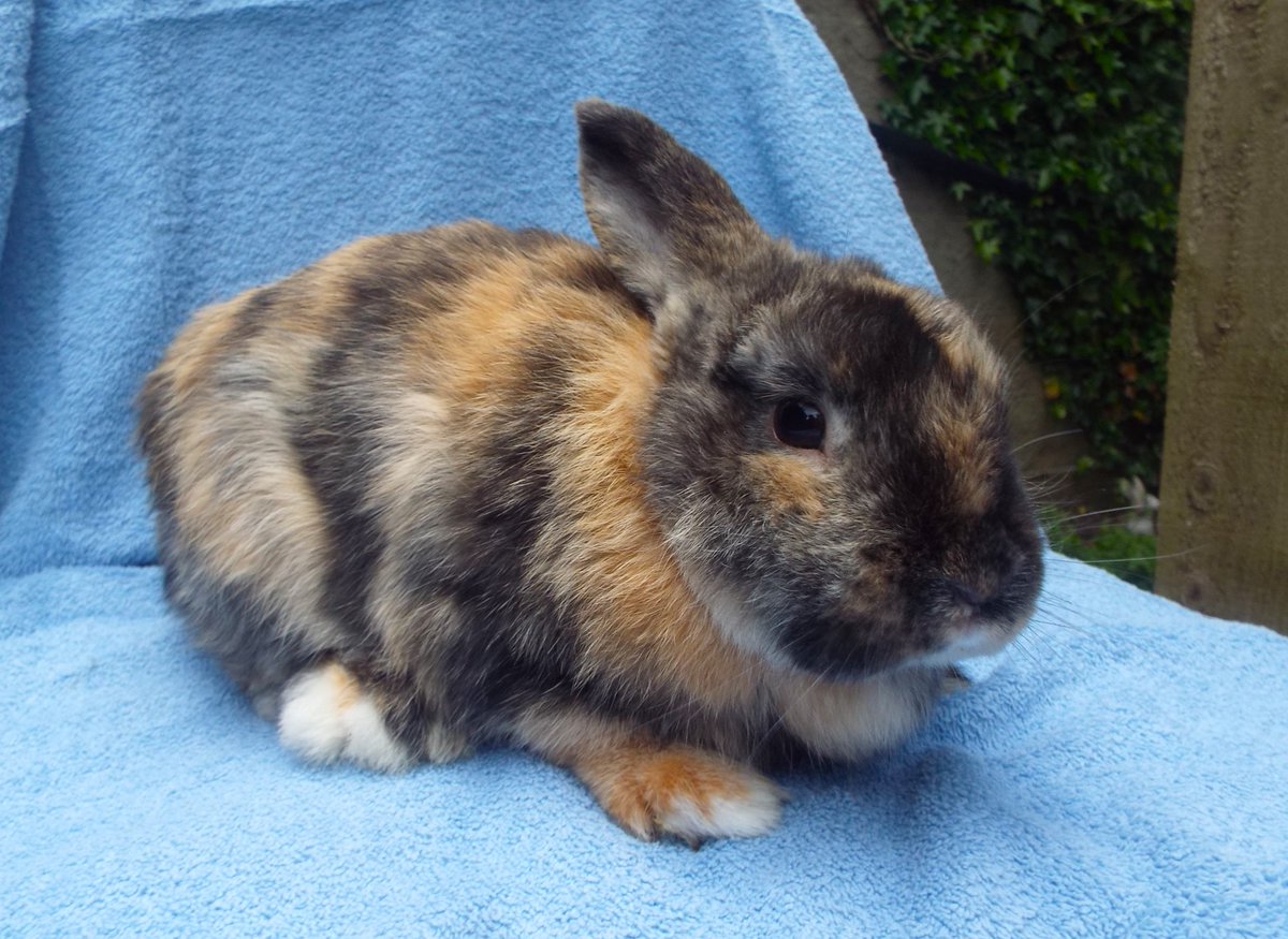 Good luck to Megan who's gone to her new home. Megan came to us in May after being found next to a railway line, she's going to live with a neutered male rabbit, hopefully they'll get on well together. 🐰 #rabbits #adoptdontshop #newhome 🐰