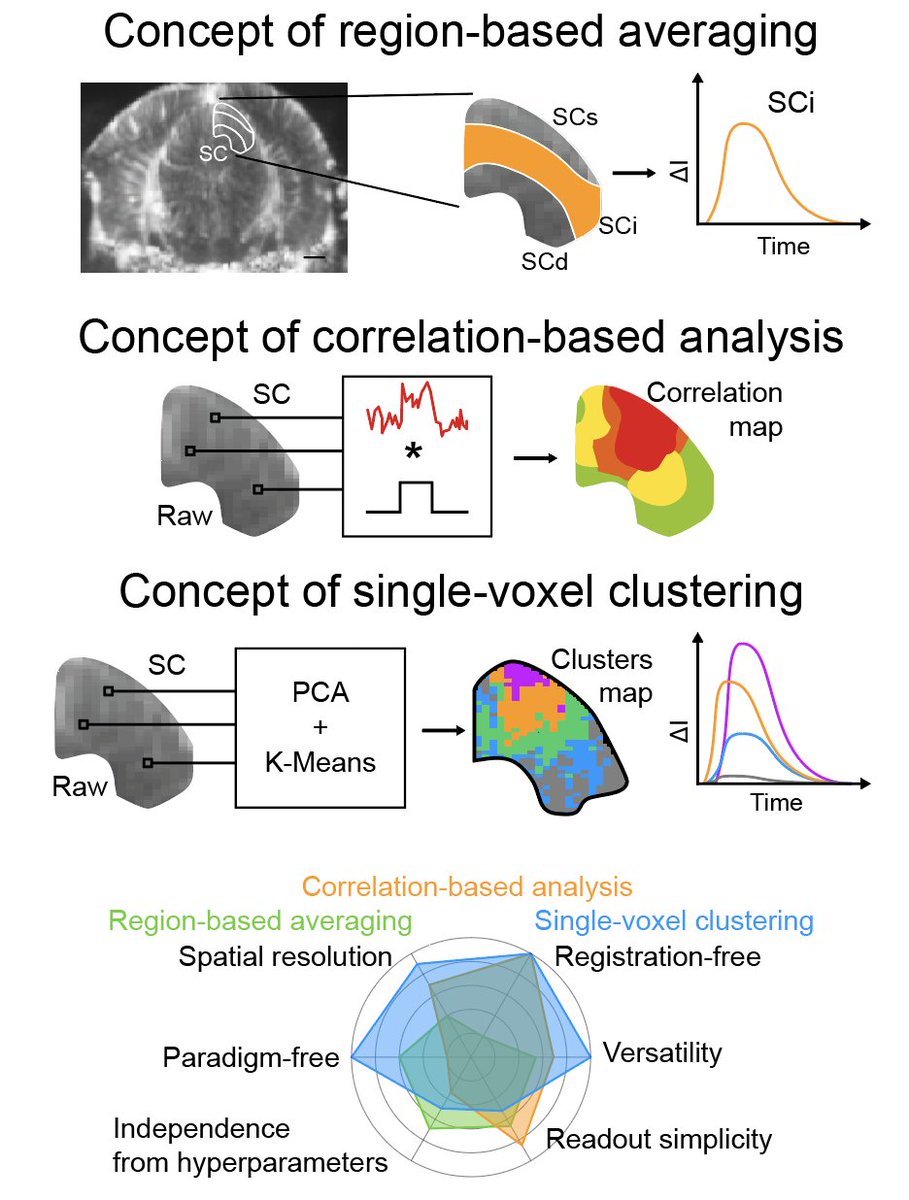 Clembrunner's tweet image. PyfUS provides an end-to-end pipeline for fUS data: from registration &amp;amp; signal processing to data-viz.
✅Region-based averaging (400+ regions)
✅Correlation analysis
🔥 Plus: single-voxel clustering for fine spatiotemporal insight at the voxel level.
#neuroimaging #fUS #BrainData