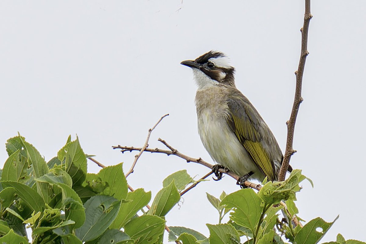 君鳥 ken (@ken00184) / X