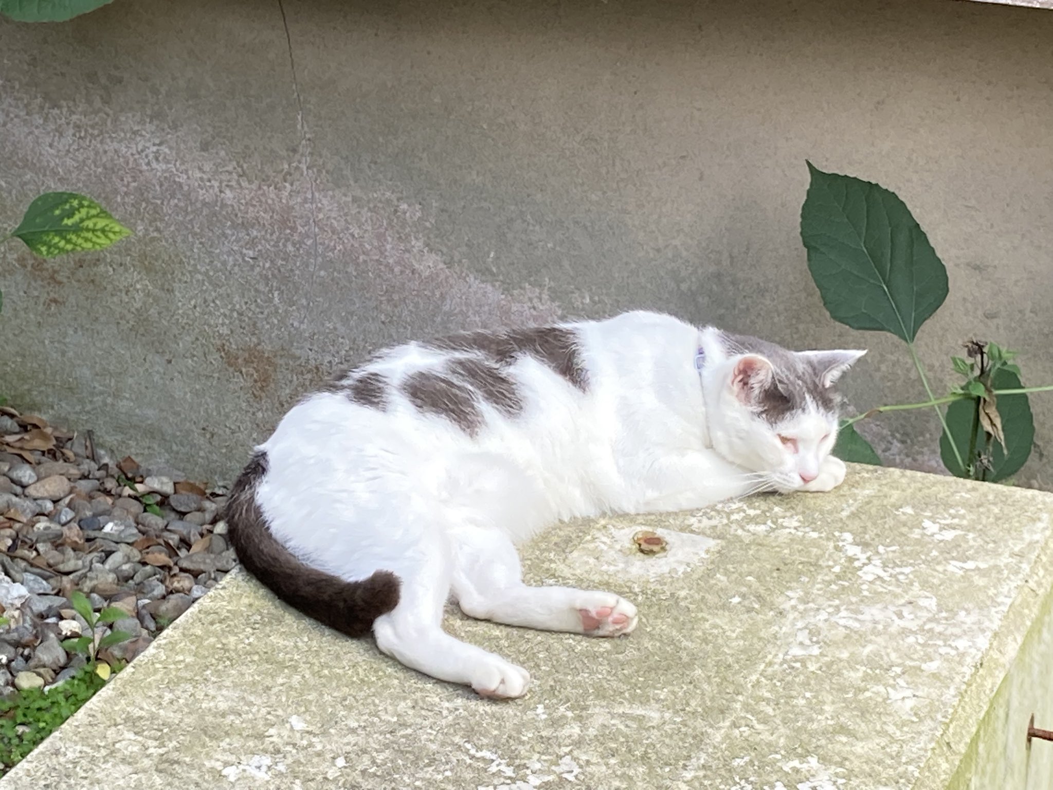 猫 Hiroshi on X: 