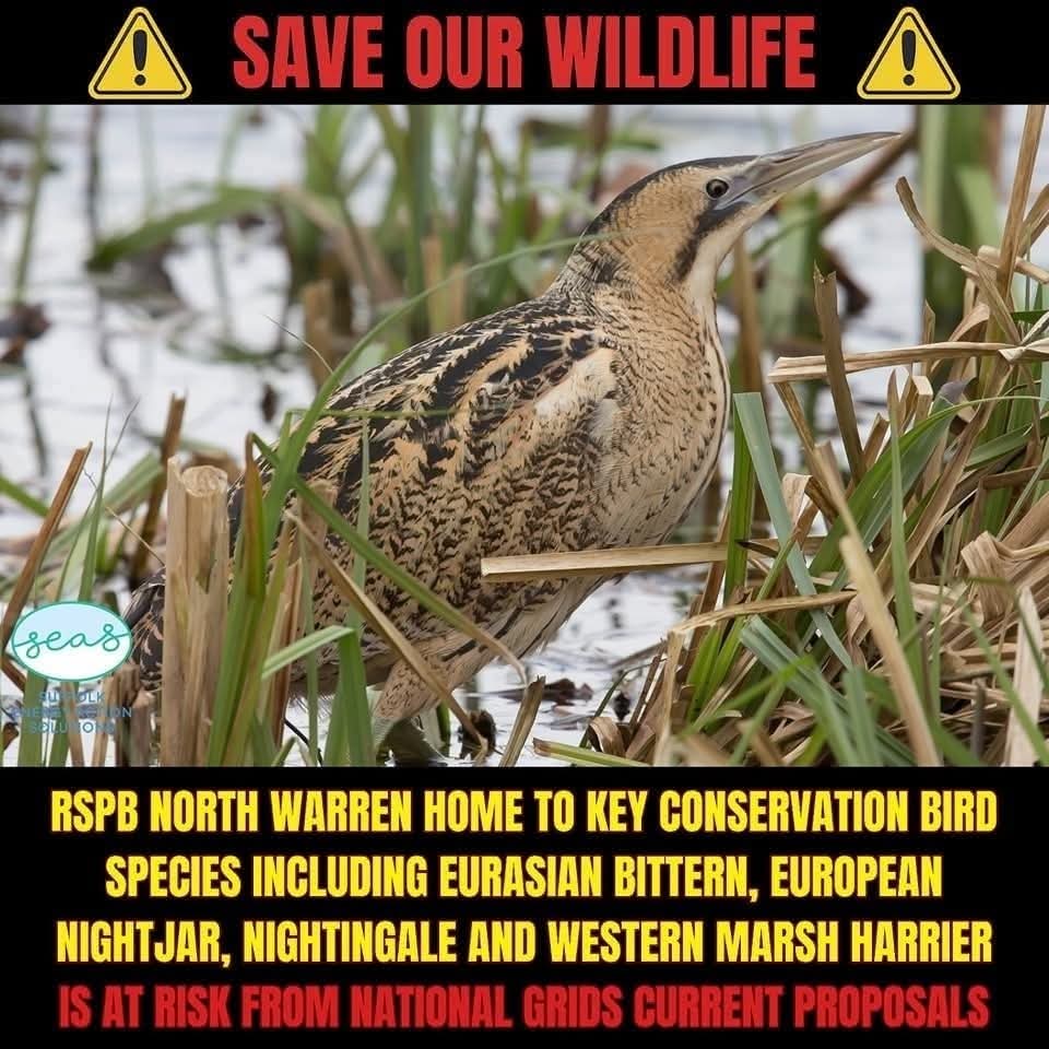 ⚠️⚠️RSPB NORTH WARREN RESERVE is UNDER THREAT from National Grid's current devastating SEALINK plans!!! 

North Warren RSPB reserve contains grazing marshes, reedbeds, heathland and woodland.

Thousands of ducks, swans and geese use the marshes in winter, while spring brings