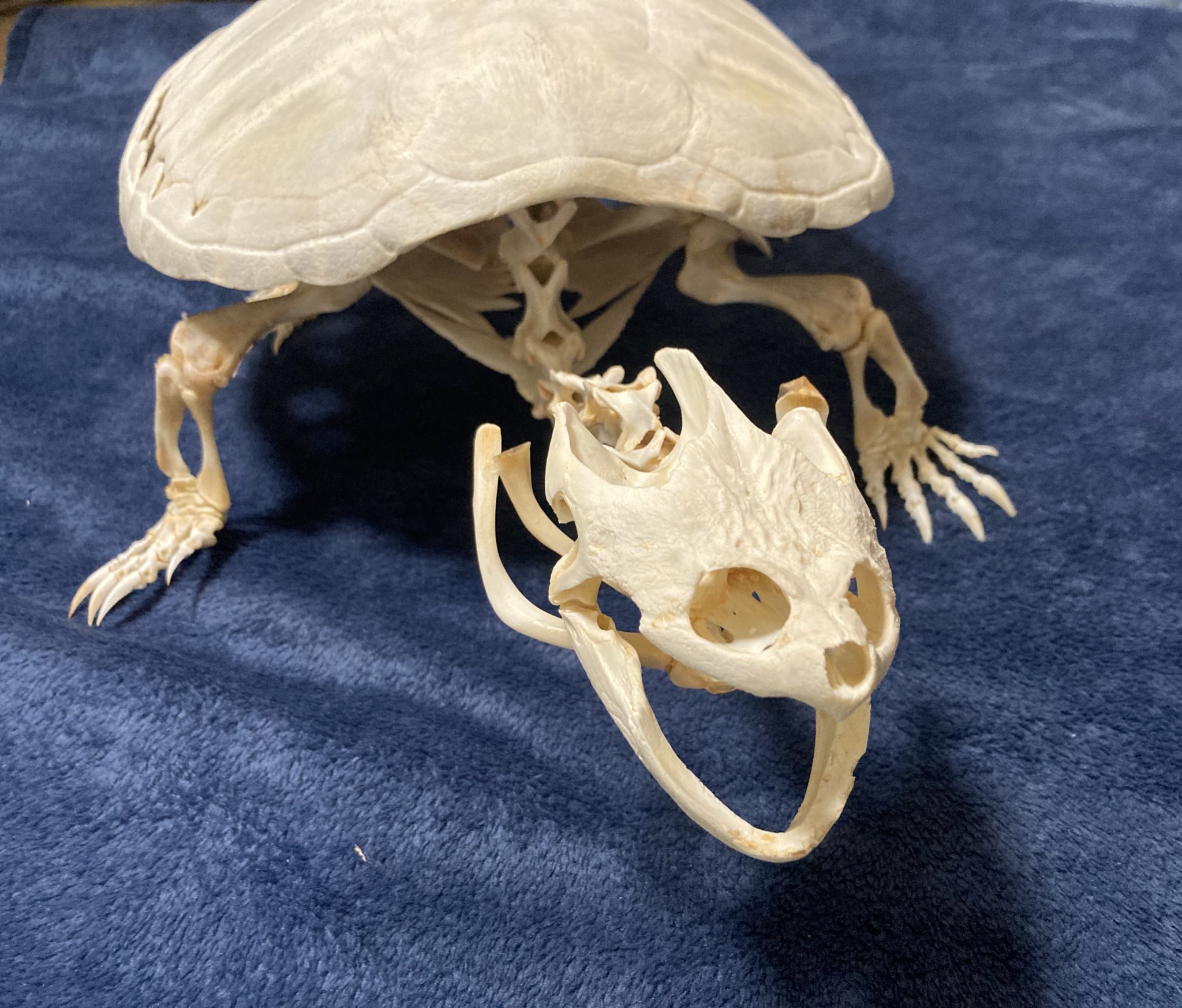 カミツキガメ　骨格標本 つちや on X: 