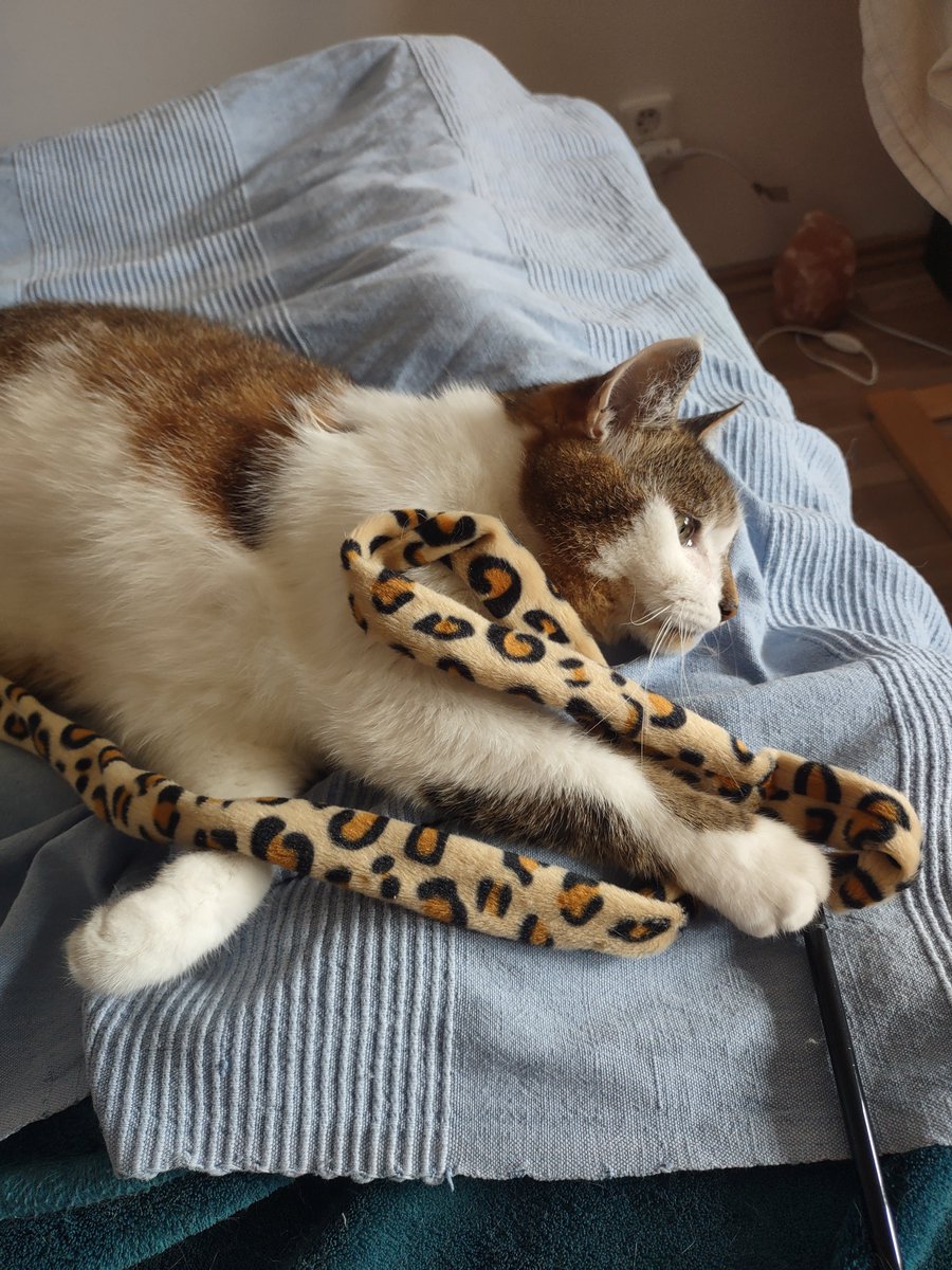 zinnia_elegans1's tweet image. beautiful #WhiskersWednesday pals, lots of showers today, so I checked the windowsill outside, played with Zinny for a while and now it's time for a nap ๐ค #Hedgewatch