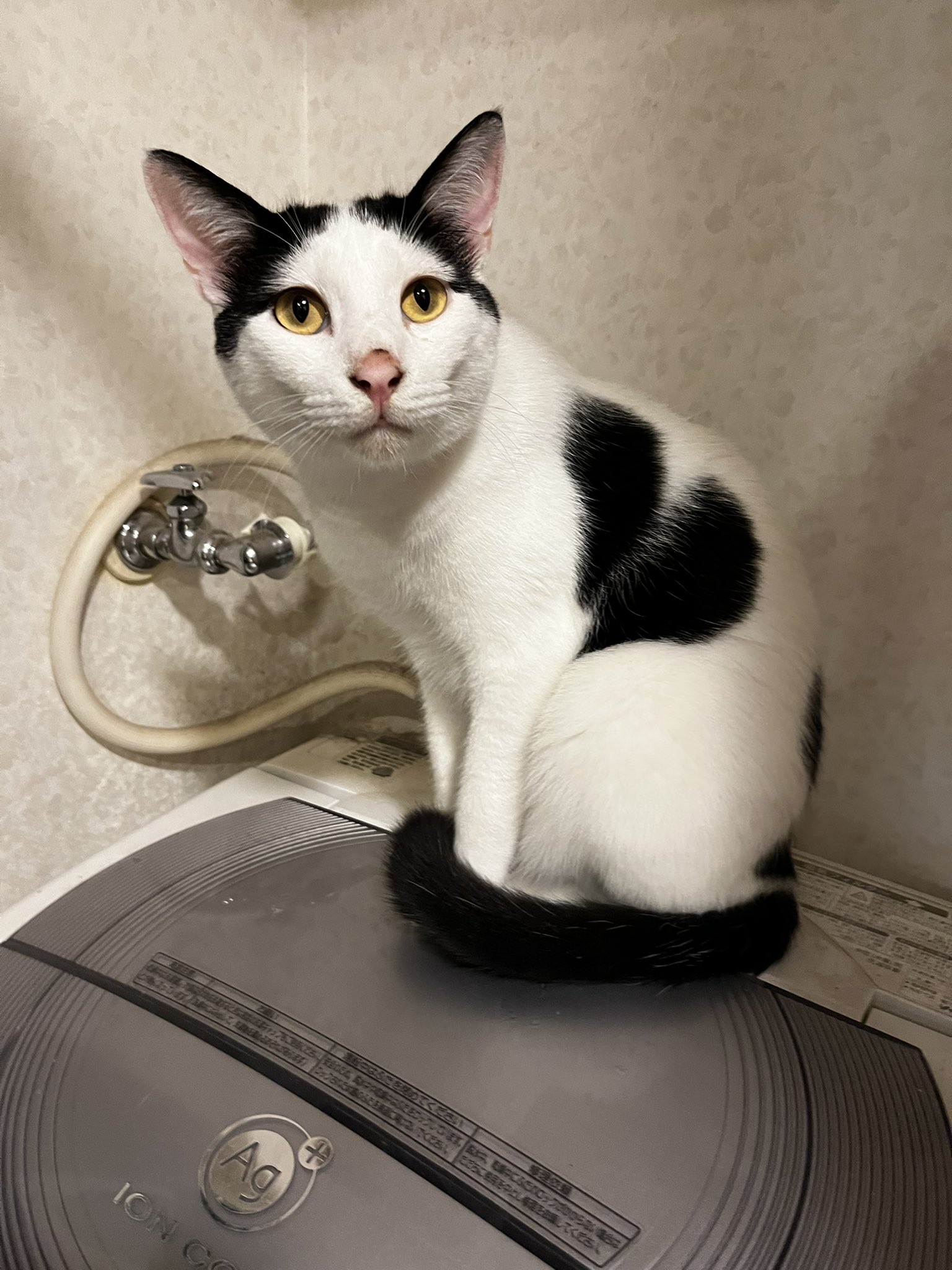くろねこ鍾馗 on X: 