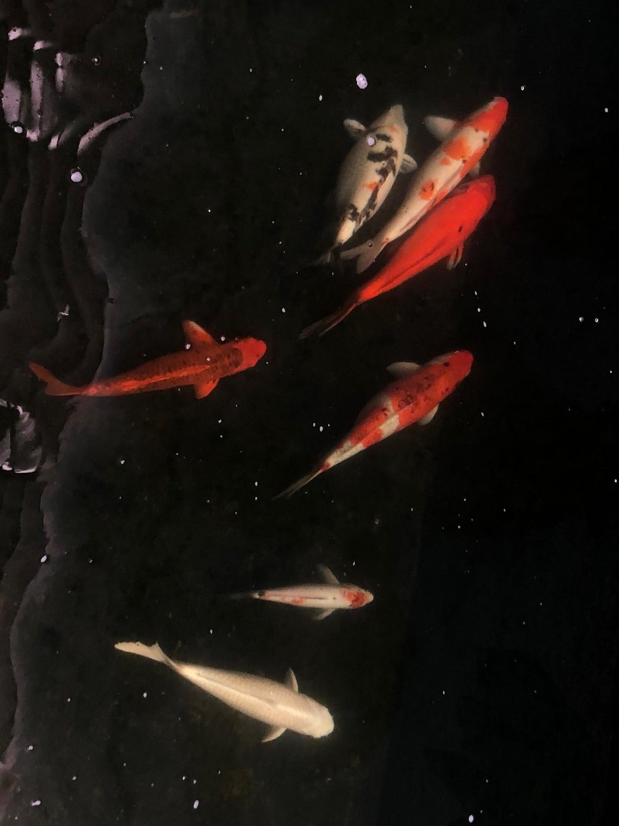 eclairwon's tweet image. 