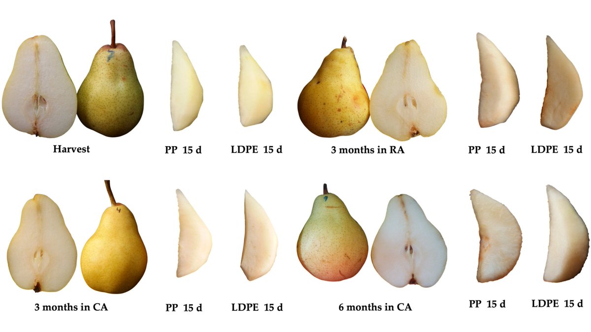 Plants_MDPI's tweet photo. π How does storage affect pear quality?
Cuozzo et al. show that CA storage preserves firmness & reduces browning in minimally processed pears. PP packaging also retains more antioxidants than LDPE.
π https://t.co/vtOjDKfB2r
#Postharvest #PostharvestTech #FoodQuality https://t.co/h5pSeTvty1