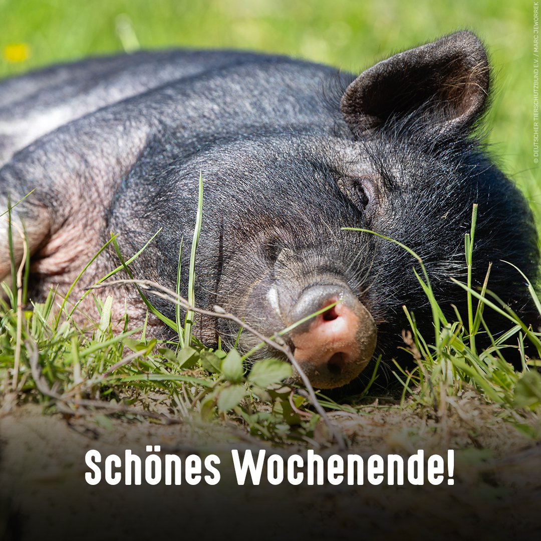 Startet gut in ein erholsames Wochenende - wie die Minipigs in unserem Tierschutzzentrum Weidefeld 🐷😌

Was die Minischweine erlitten haben, bevor sie zu uns kamen, erfahrt ihr hier 👉 tierschutzzentrum-weidefeld.de/news/meldung/m…