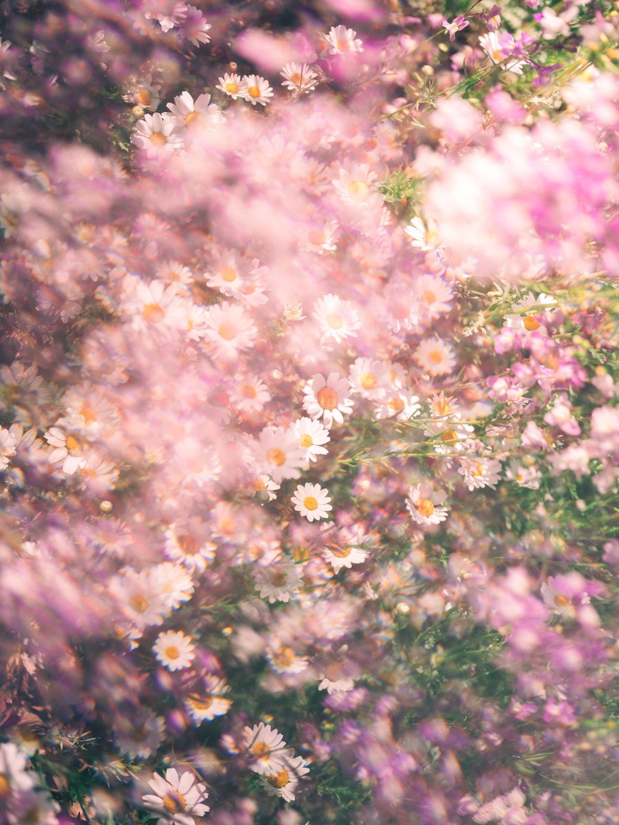 86ca86's tweet image. Flower.
