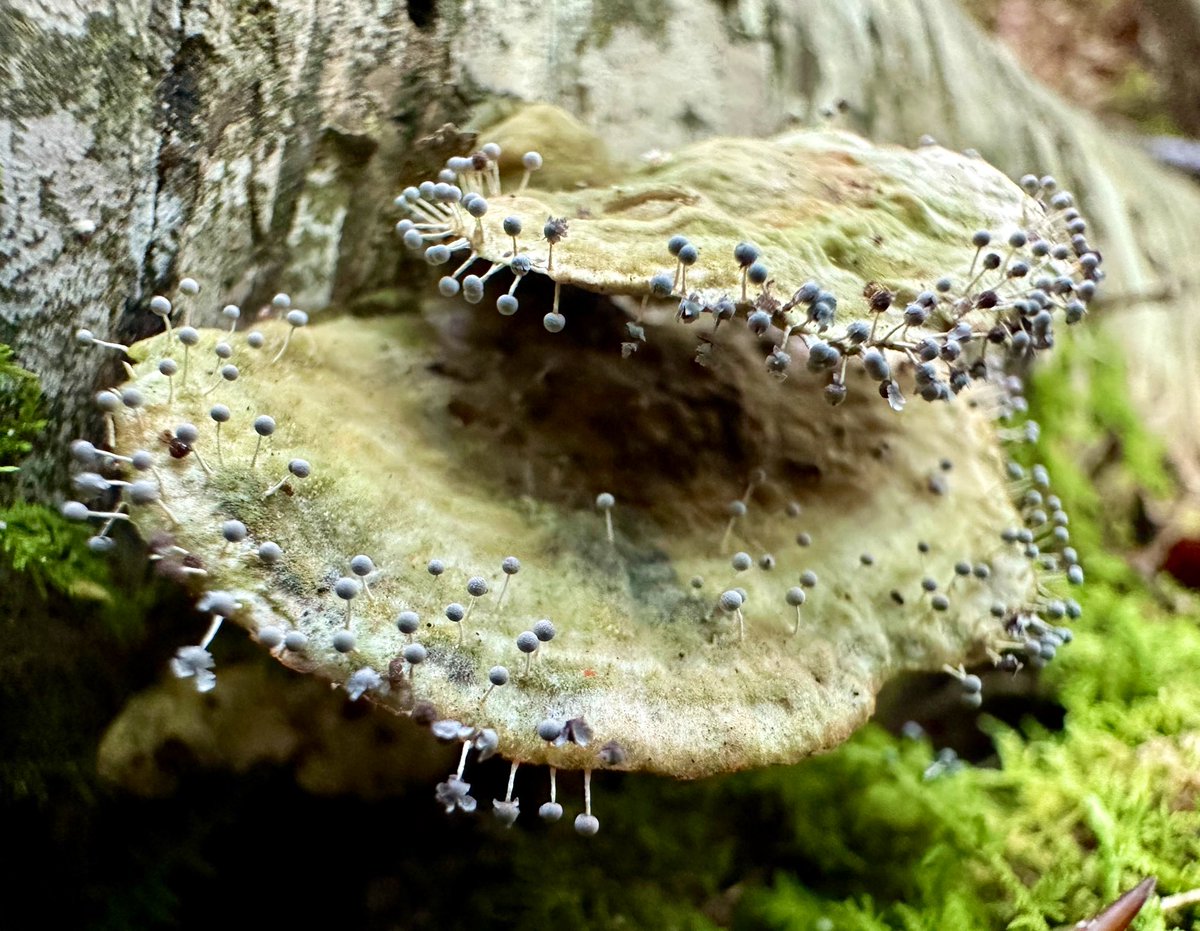 ikar0sc's tweet image. Despite prickly appearances, I think it&apos;s friendly ☺️

#MushroomOfTheDay
#WhimsyWednesday