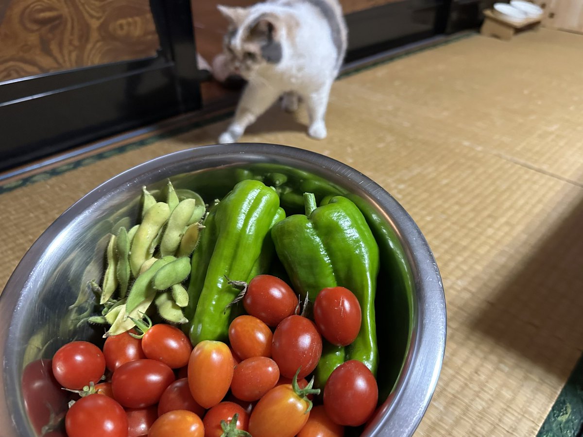 本日の家庭菜園の収穫