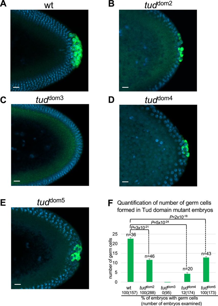LSAjournal's tweet image. Multiple protein-protein interaction domains non-redundantly contribute to the function of Tudor scaffold protein in formation of biomolecular condensates and germline development in Drosophila. @murraystateuniv @uofl @ky_inbre life-science-alliance.org/content/8/10/e…