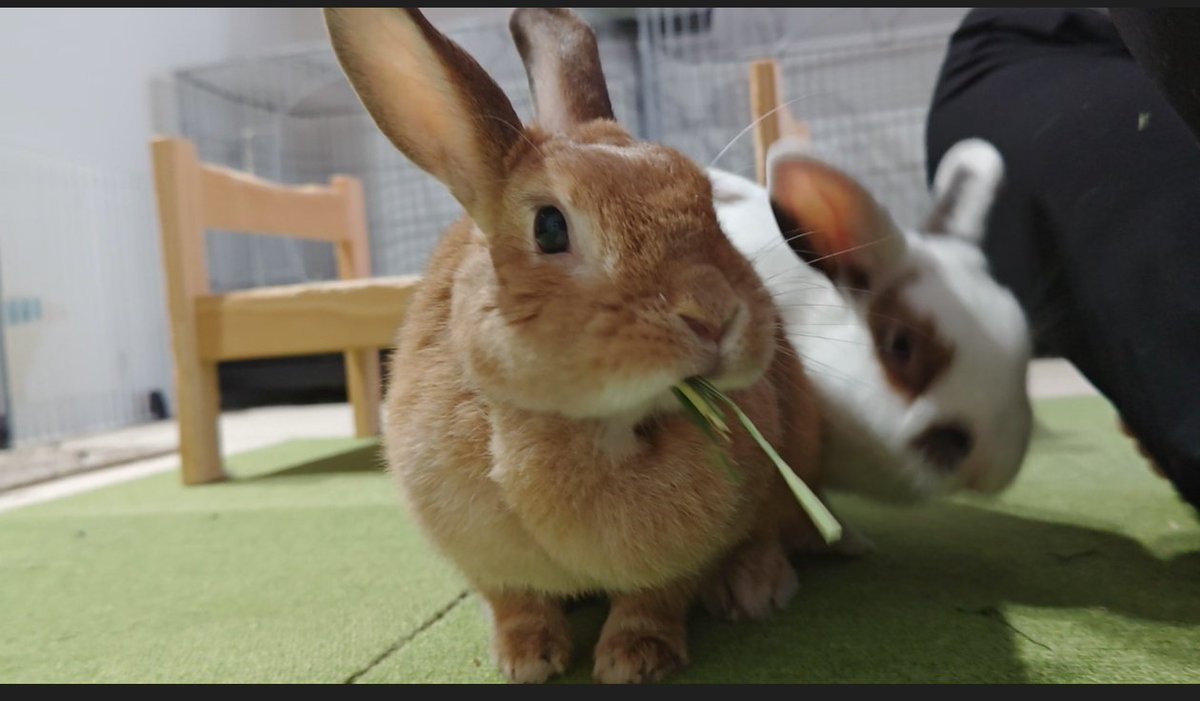 noir0320t's tweet photo. 🐰🐰 https://t.co/M0ZFi3IWkX