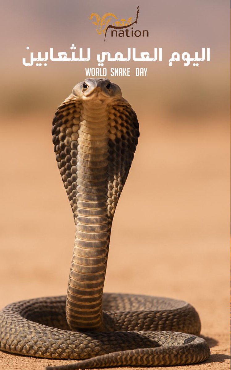 لاتملك أطراف ، وترعب نصف سكان الكوكب

يشاع عنها الكثير من المعلومات المغلوطة

عالما مجهول عند الأغلبية

هي درع لحماية الحياة البيئية وضبط إيقاع التوازن بجانب بقية المخلوقات التي خلقها الله لتقوم بدورها البيئي المباشر والغير مباشر

 #اليوم_العالمي_للثعابين