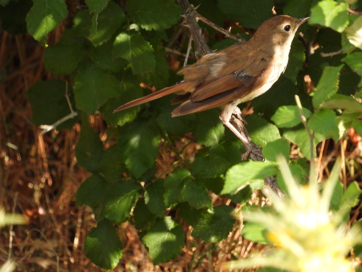 Ruiseñor común en La Cañada, Ávila