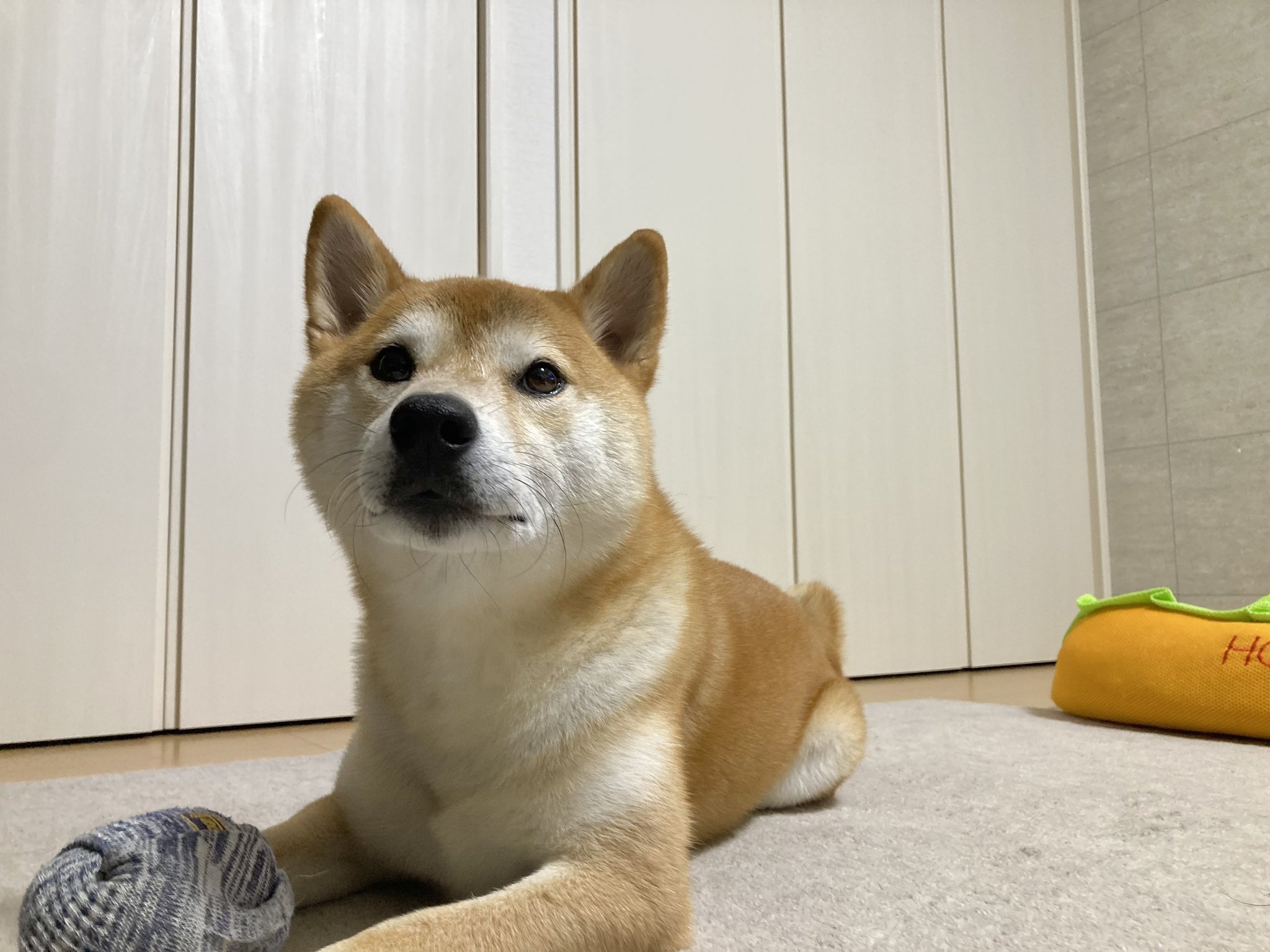 シバ犬 本日発売！】 #シバマル Vol.4では人気の柴犬きょうだいが登場