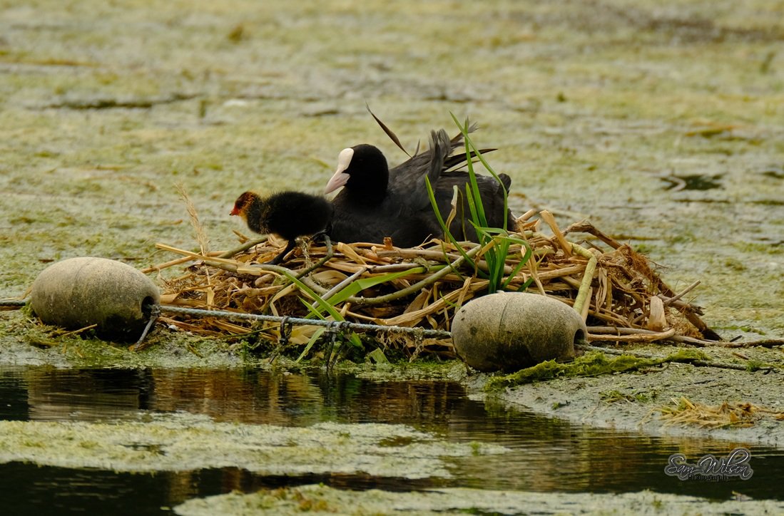 Saw a couple of babies at Rooksbury mill #birds #birdwatching #WaderWednesday