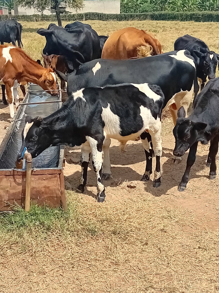 IsaacItungo's tweet image. Making sure that each cow takes a decent amount of water satisfies my soul