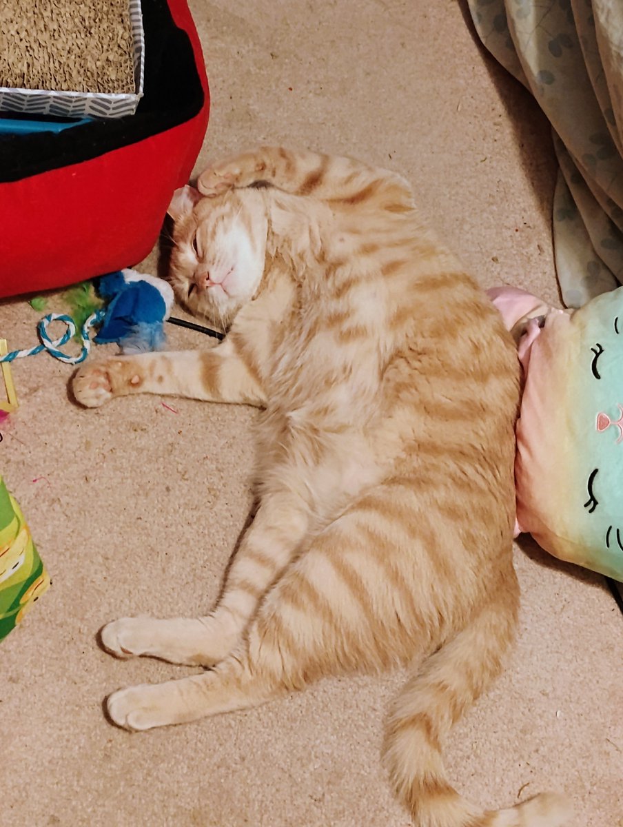 SmolSammichOwO's tweet image. For people wondering about my cat Turnip, he's still a goofy goober.
