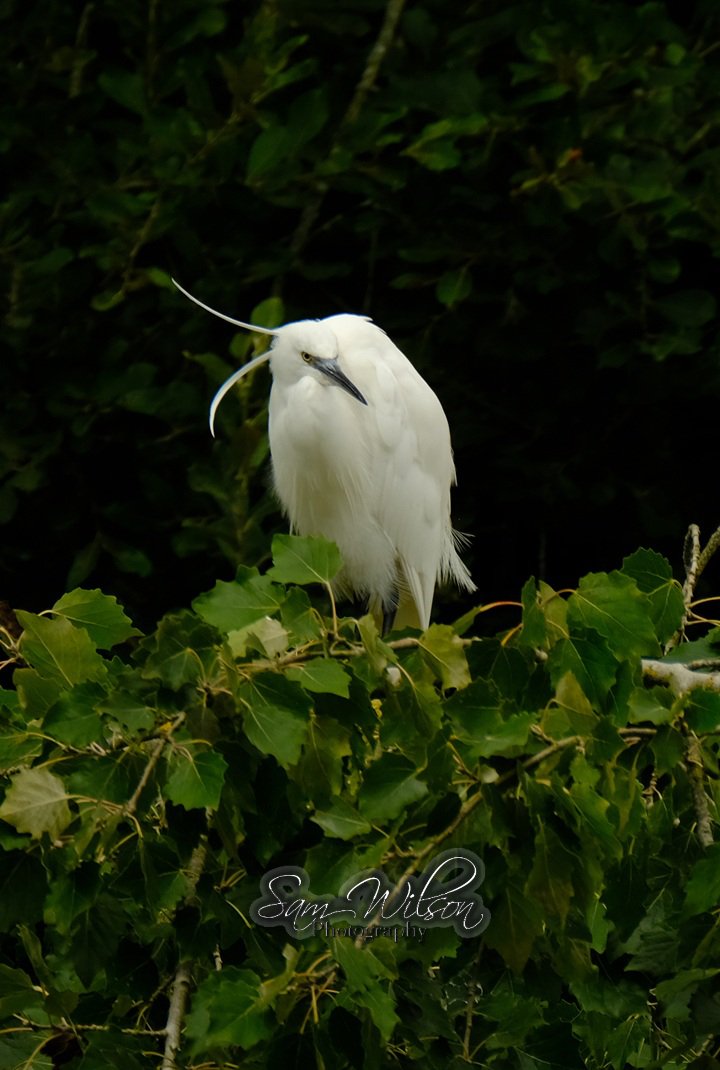 Spotted a heron and a pair of egrets resting at Rooksbury mill yesterday #WaderWednesday #birds