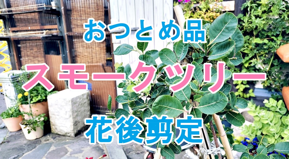 diycampfishing's tweet photo. 【ガーデニングDIY】おつとめ品スモークツリー花後剪定
https://t.co/FdyUHX2n1z
#ガーデニング #gardening #園芸 #DIY #ガーデニングdiy #smoketree https://t.co/ANxNoMPOXy