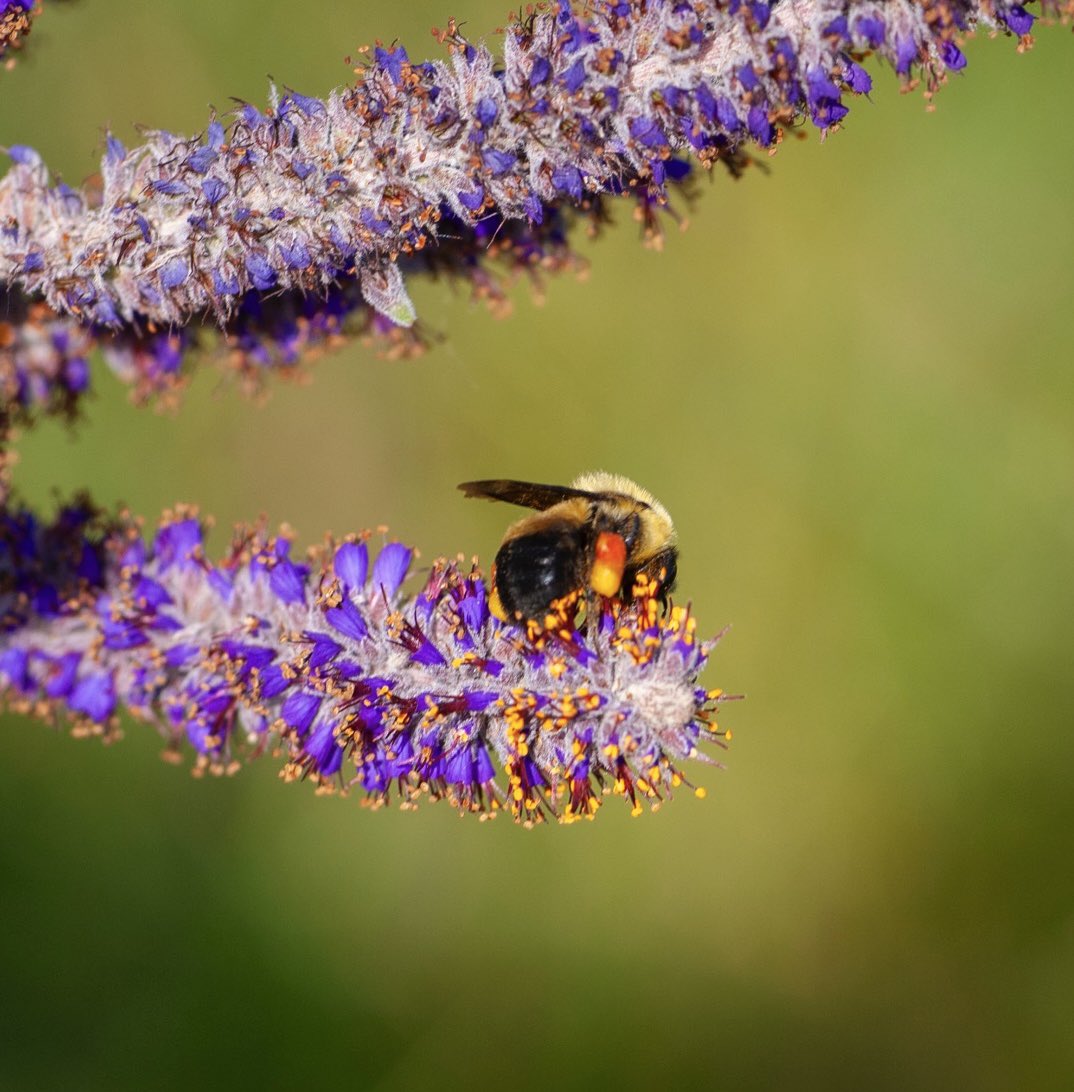 With the prairie really blooming in wildflowers, the Bumblers are buzzing around! I was lucky to capture a few native bees feeding on native flowers in native prairie. A Brown-belted Bumblebee collecting pollen from Leadplant. #bees #pollinators #wildflowers #northdakota #prairie
