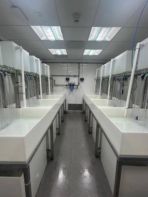 Brixham Laboratory (@brixhamlab1) on Twitter photo 🎓 Excited to welcome <a href="/PlymUni/">University of Plymouth</a> PhD students back to the lab this summer!
Their project aims to refine a molecular index of growth for juvenile fish, using Ribonucleic Acid (RNA) concentration in tissues. 🐟🧬
#MarineScience #MarineBiology #BrixhamLab 🎓 Excited to welcome <a href="/PlymUni/">University of Plymouth</a> PhD students back to the lab this summer!
Their project aims to refine a molecular index of growth for juvenile fish, using Ribonucleic Acid (RNA) concentration in tissues. 🐟🧬
#MarineScience #MarineBiology #BrixhamLab
