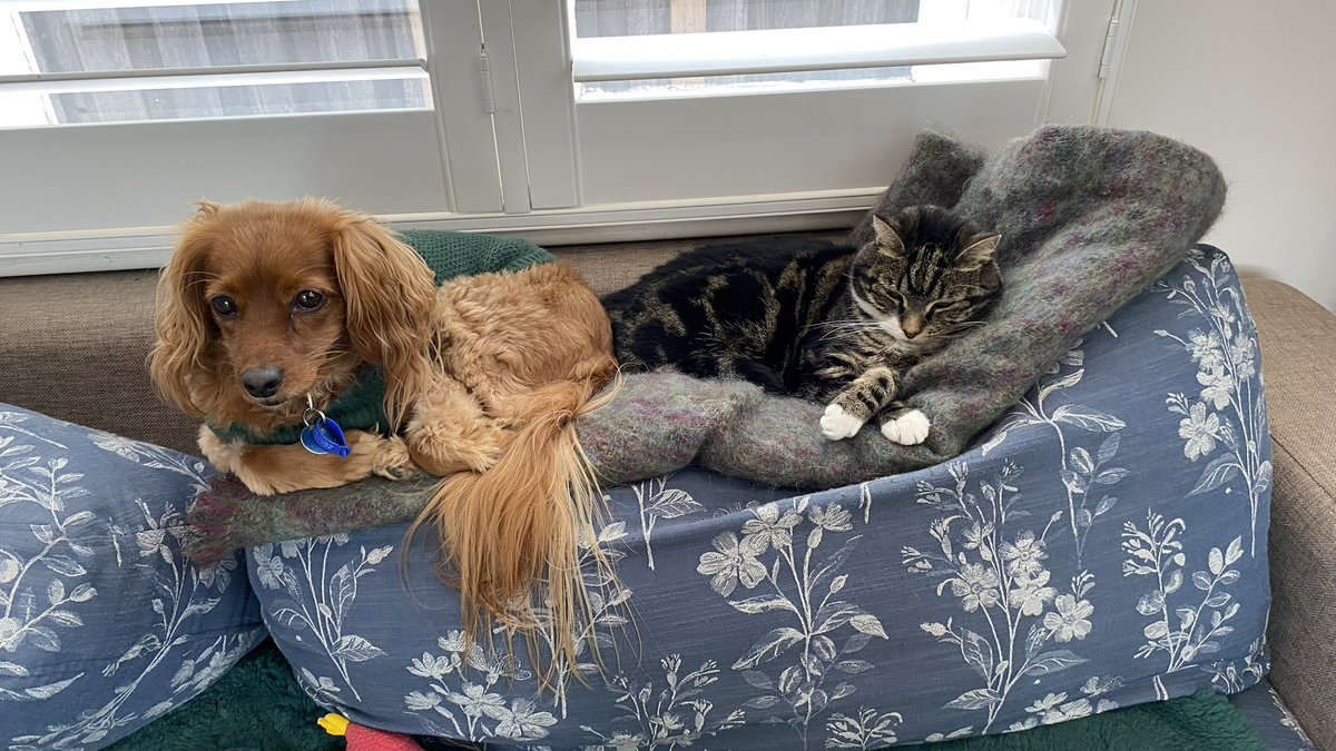 GetsPuppy's tweet image. Personal space invaded … again #RosieTheCat #BelleTheDog #PersonalSpace