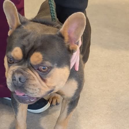 🐕 #founddog With Nottingham council

🐶 DOG FOUND 🐶 

-LOCATION: NG11
-DATE: 15th of july 2025
-MICROCHIP: no

07943824573

Or via report it page on
nottinghamcity.gov.uk/dogs