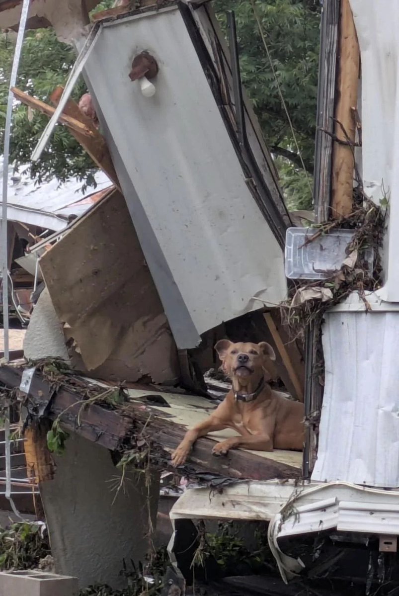 A dog waits for his missing family after the Texas floods 💔

"Hours after the Guadalupe River receded, a brown pitbull named Hulk, whose family and half their riverside house were swept away by the July 4 flooding, returned to the wreckage of his home. He settled atop a torn-up