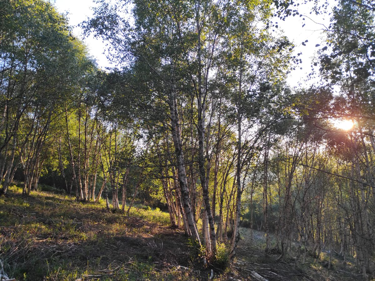 Qué gratificante es ver cómo en menos de un año de este resalveo de abedular en áreas de presencia de #Urogallo se ha llenado de arándano donde antes teníamos una cobertura completa de brezal denso. #MejoraHabitat #NextGenerationEU #FondosEuropeos