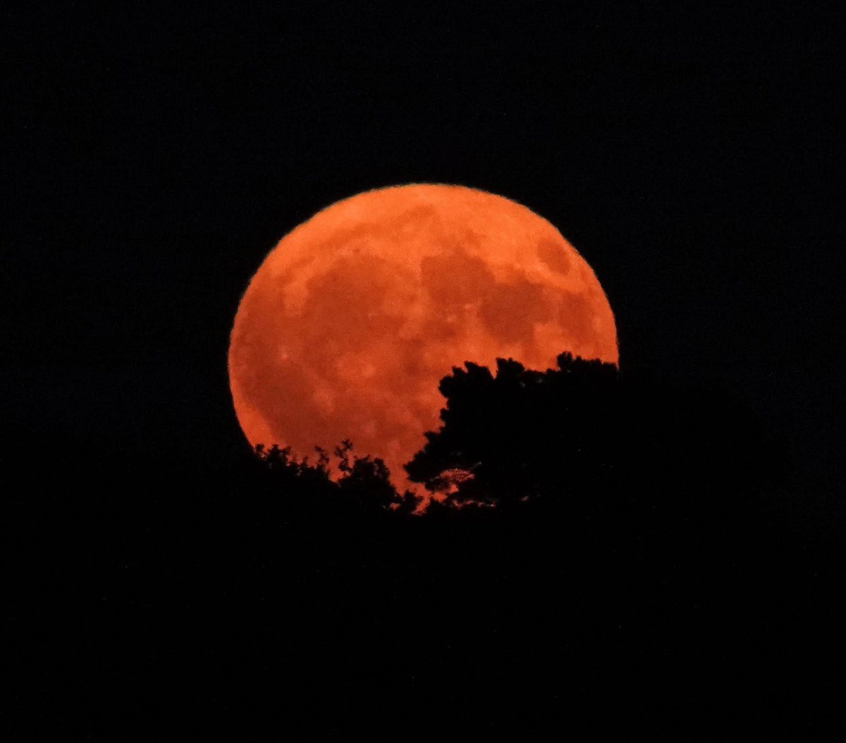 DevonWildlife's tweet image. Did you see the Buck Moon last week? 🦌🌕 

Supermoons occur when the Moon is full and closest to earth, and July&apos;s supermoon is called a Buck Moon because this is the time of year when male deer grow their full antlers!

📷: Andrew at DWT, at Manaton (East Dartmoor)
