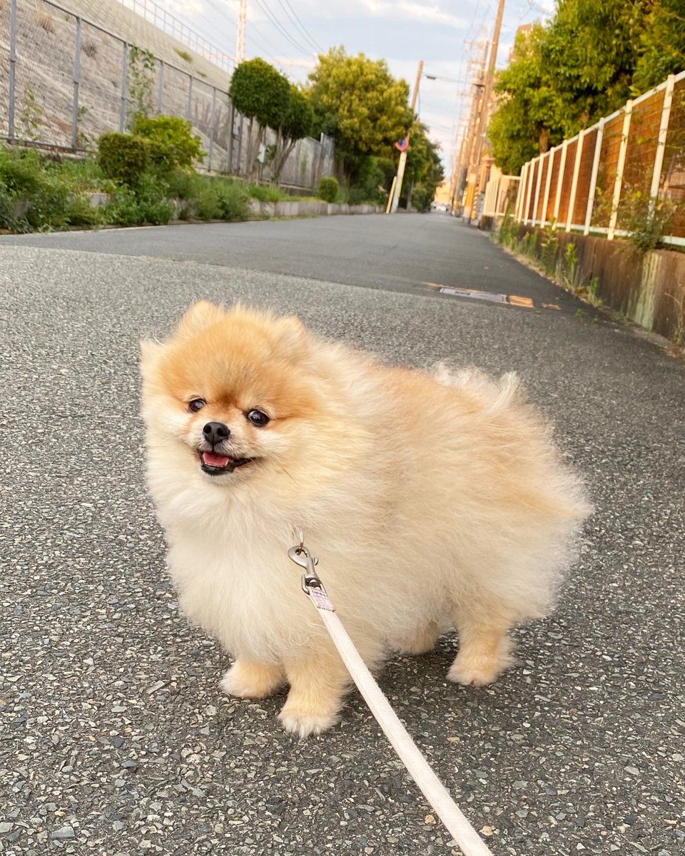 夕散歩🍀🐾

#ポメラニアン