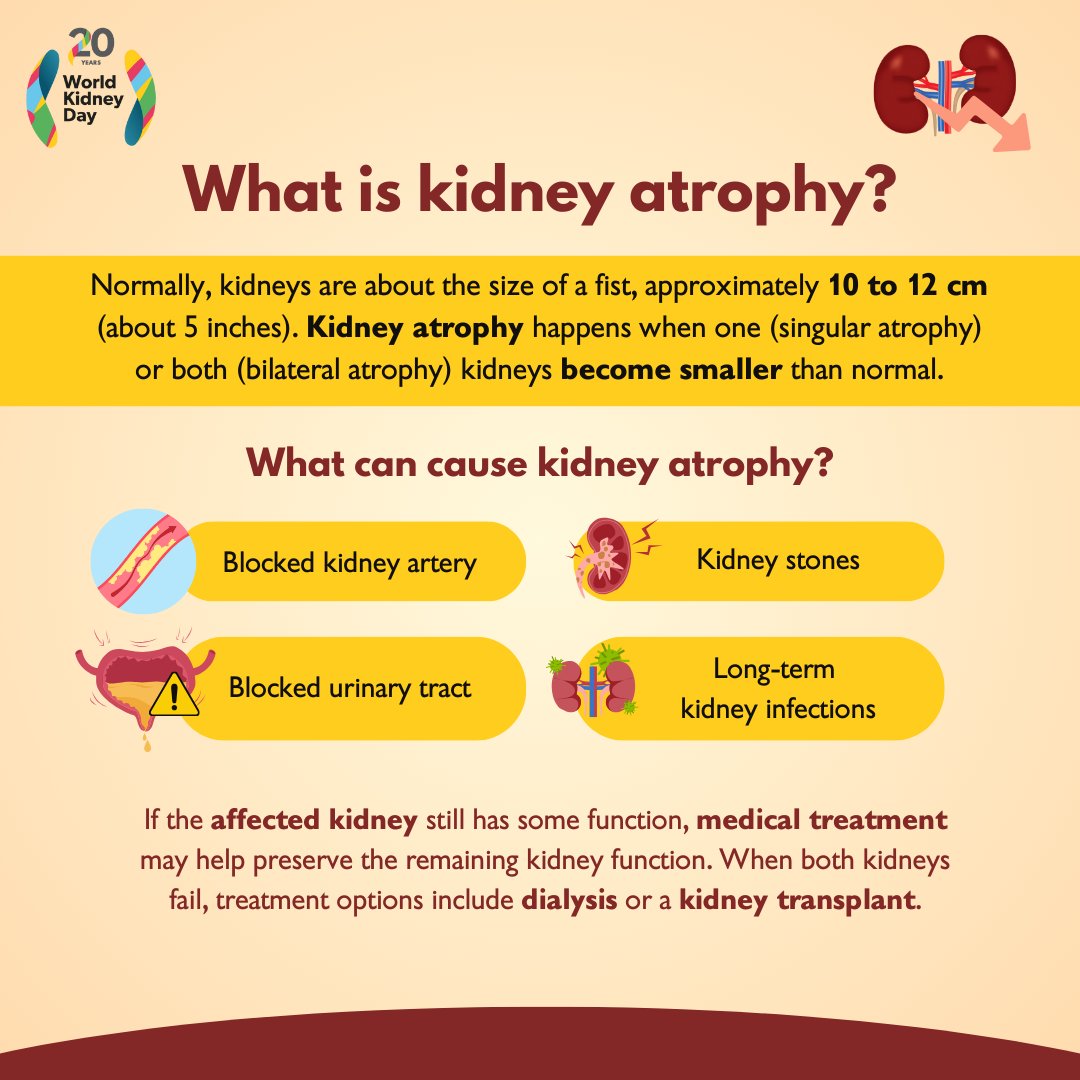 Tests for #KidneyAtrophy include imaging techniques like ultrasound, CT (CAT) scans, or MRI. Early diagnosis and treatment are key to preventing further kidney damage.

#WorldKidneyDay #AreYourKidneysOK #KidneyHealthMatters