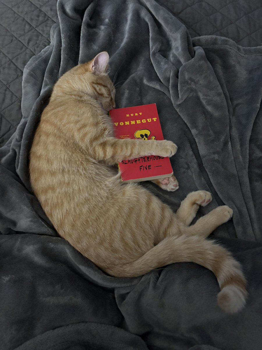 DinkyCat2's tweet image. He reads literature