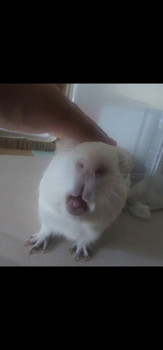 ppikkuduck's tweet image. 메롱 😝 👅* 2번째 사진 합성아님 *

#기니피그 #guineapig #モルモット