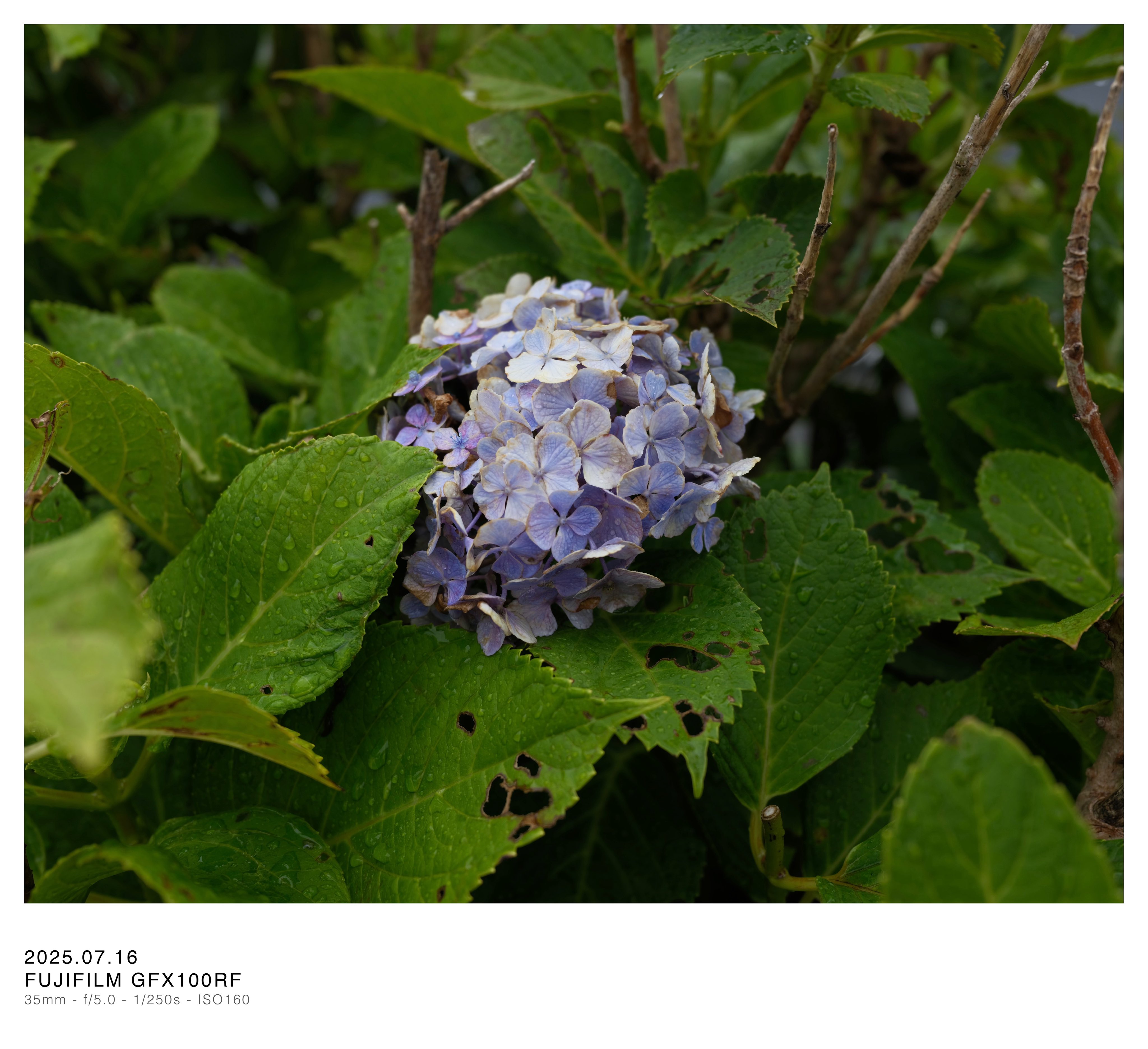虹～紫陽花⭐ 虹色紫陽花 | GANREF