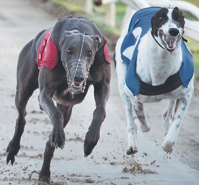 FIVE STAR TIPPING ⭐️⭐️⭐️⭐️⭐️

Greyhound judge <a href="/TBullenDogs/">Tony Bullen</a> nailed five winners from six selections in last week's <a href="/RPWeekender/">Weekender</a>. 

Tony has ten tips for a busy week of racing in this week's edition - don't miss them!