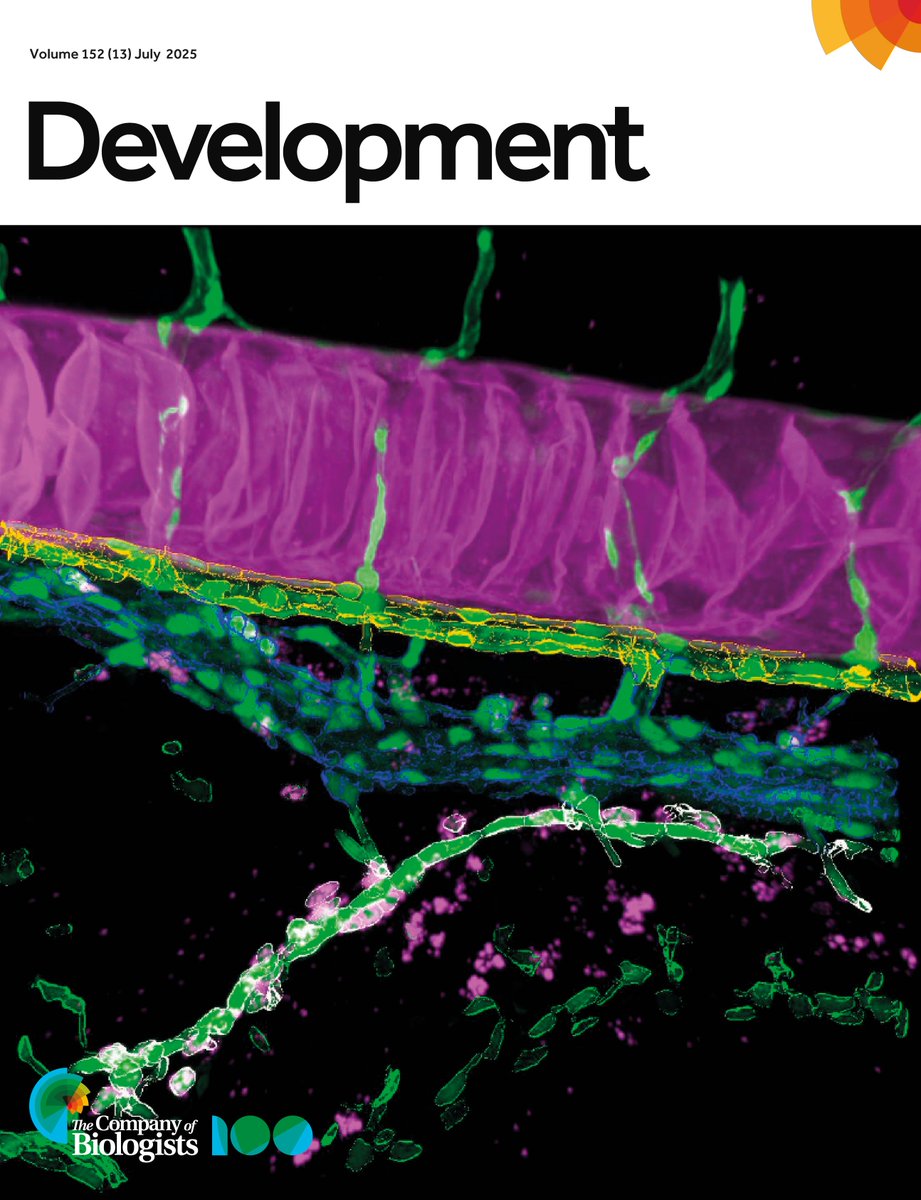 Dev_journal's tweet image. Issue 13 is complete!
On the cover: HSPCs in a 5dpf zebrafish early larva labelled with a myb RNAscope probe (magenta spots, bottom). Endothelial cells (green) are delineated in yellow (dorsal aorta), blue (vein) and white (supra-intestinal artery). See
journals.biologists.com/dev/issue/152/…