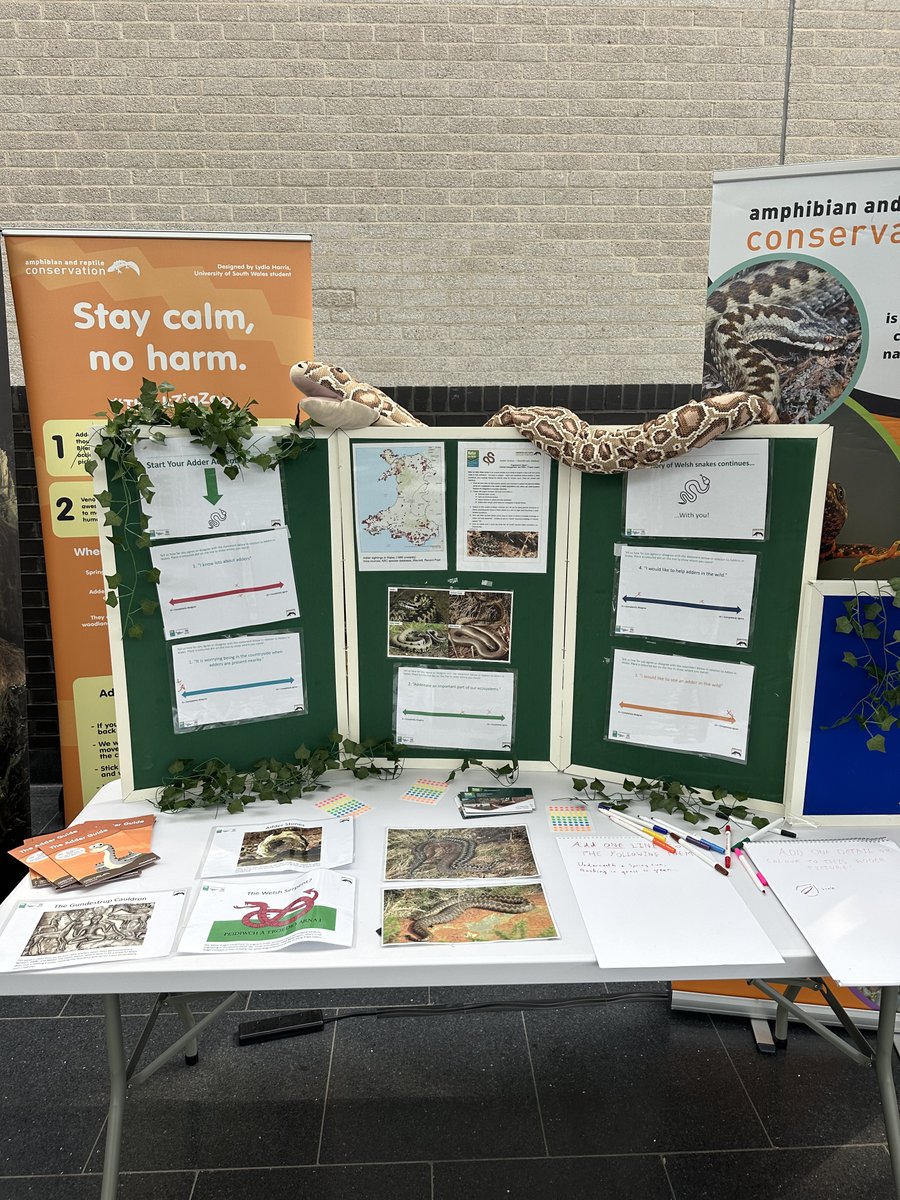 NaturAmByth's tweet image. #DiwrnodNeidrYByd Hapus! 🐍🎨 Edrychwch ar gelf o'n stondin yn @StFagans_Museum a dysgwch sut mae ein prosiect Gweithredu dros Wiberod #NaturamByth gydag @ARCTrust yn achub gwiberod Cymru! 👉 orlo.uk/jOLQ8