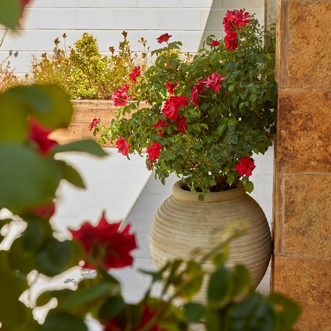 ¡Así de espectacular es el resultado de este trabajo de nuestros compañeros de Paisajismo!
Un exterior de inspiración mediterránea, de bajo mantenimiento y sumamente bello diseñado a la medida de las necesidades de cada cliente.

Descubre nuestro servicio: bit.ly/ServicioPaisaj…