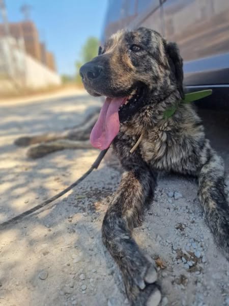 protectorasvpap's tweet image. Yango es un perro joven que fue adoptado de cachorro, pero lamentablemente lo devolvieron porque no supieron educarlo. Hoy es un cachorro grande, fuerte y lleno de energía, que no ha aprendido a jugar con calma y necesita una familia que quiera ayudarlo a canalizar su entusiasmo