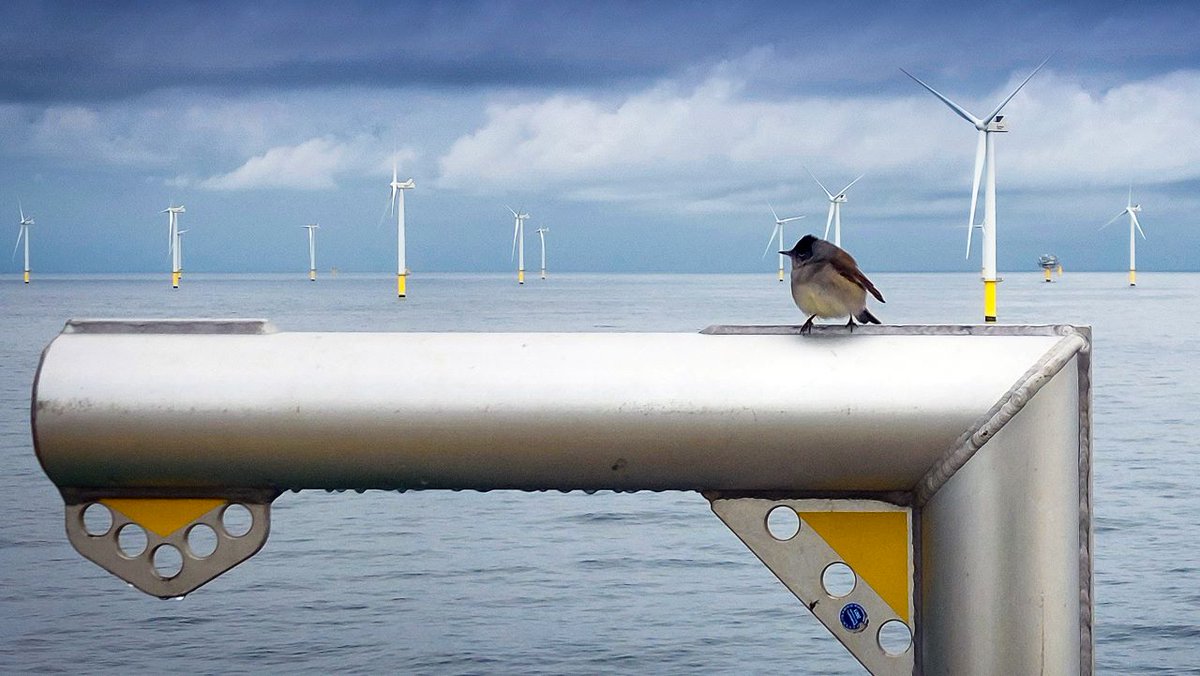 VattenfallUK's tweet photo. Research using pioneering artificial intelligence technology is enhancing our understanding of bird behaviour and has revealed remarkable insights. Read more in THE EDIT here: https://t.co/nVjw0Hr1e6.
#OffshoreWind #theedit https://t.co/JR6DvqkAGx