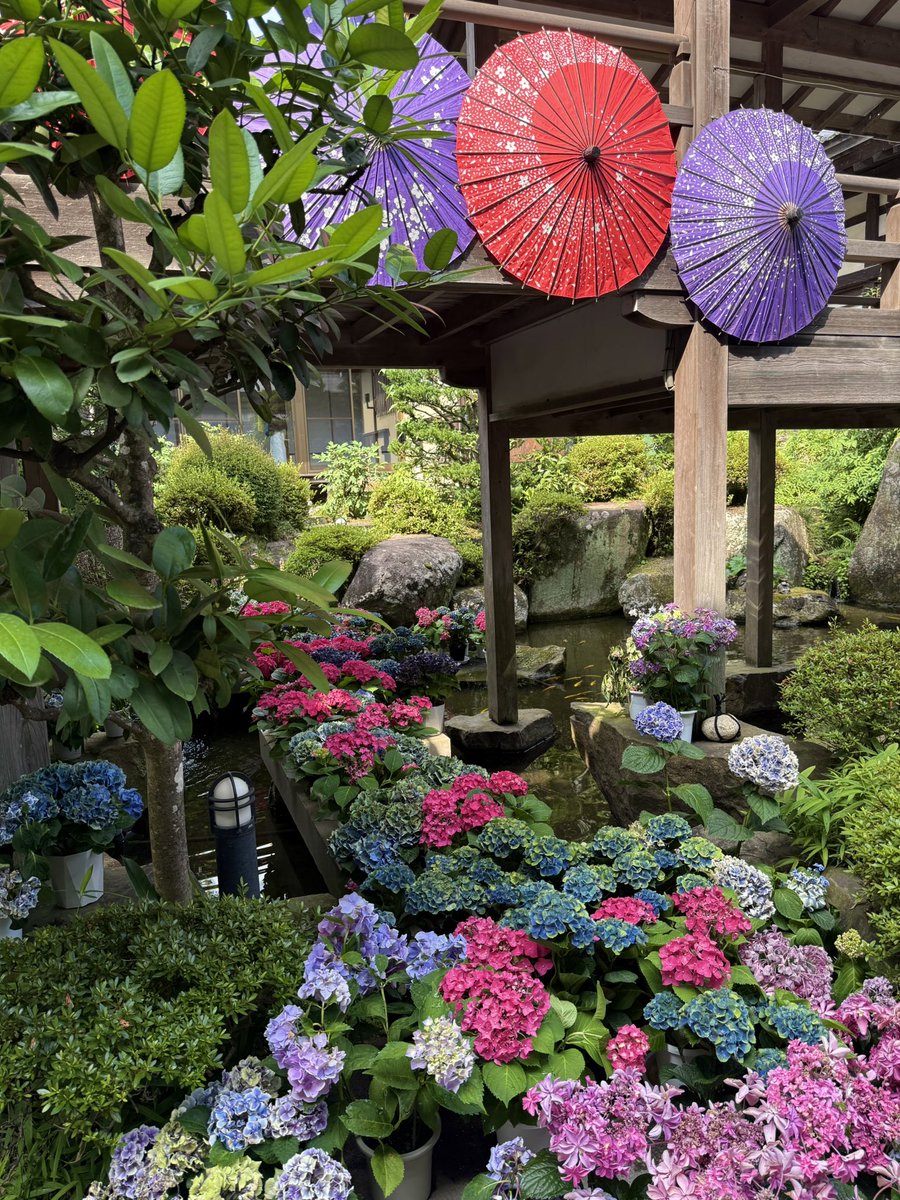 AK52008210's tweet image. こんばんは✨
雨引観音にて
色鮮やかな紫陽花💜
2025/07/03
あじさい祭は
7月20日までです𓈒𖧷 ⁺.
今日も一日お疲れ様でした
︎︎𓂃⟡.·
#TLを花でいっぱいにしよう